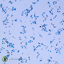 Lichen and Fungi Prepared Microscope Slide Images