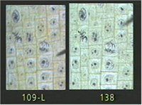 objective lens comparison image