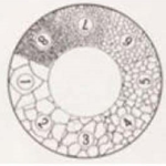 Eyepiece Reticle for Grain Sizing