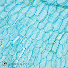 Fern Prothallium prepared slide Fern Prothallium Under Microscope