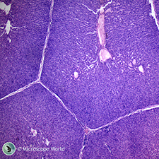 Liver prepared slide under the compound microscope Liver Under the Microscope