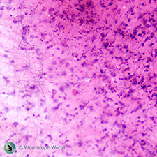 Loose Connective Tissue Prepared Slide under the Microscope Loose Connective Tissue under the Microscope