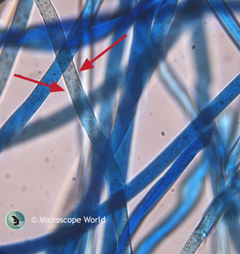 AATCC Test Method 20 and 20A Becke line AATCC Test Method 20 and 20A