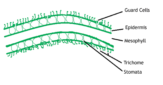 Plant cell showing layers Plant Cell showing layers