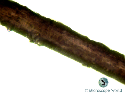 Black hair under the microscope at 400x Black hair under the microscope at 400x