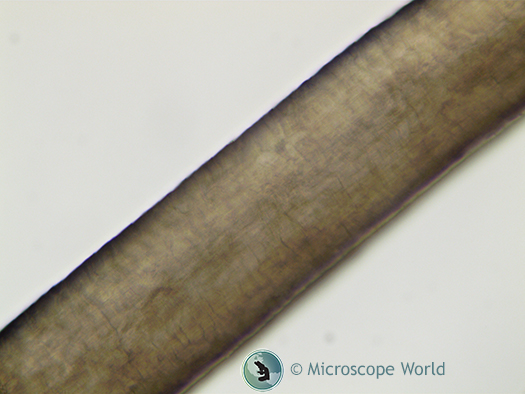 Hair shaft under the microscope focused on the sides of the shaft Hair shaft under the microscope