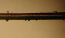 Human Hair Under Compound Microscope at 100x Magnification Human Hair Under Compound Microscope at 100x Magnification