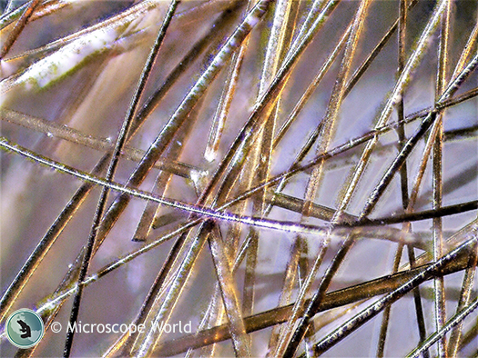 Hairs captured under a stereo microscope at 5x Hairs captured under a stereo microscope at 5x.