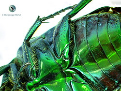 Junebug under stereo microscope Junebug under stereo microscope