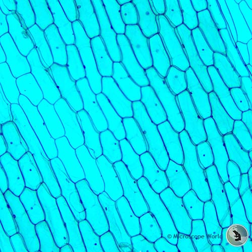 onion epidermis 100x microscope magnifiation onion epidermis 100x microscope magnifiation