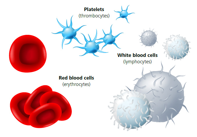 Platelets (thrombocytes), Red Blood Cells (erythrocytes), White Blood Cells (lymphocytes) Plateletes, Red Blood Cells, White Blood Cells