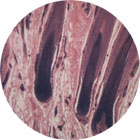 skin and hair follicles